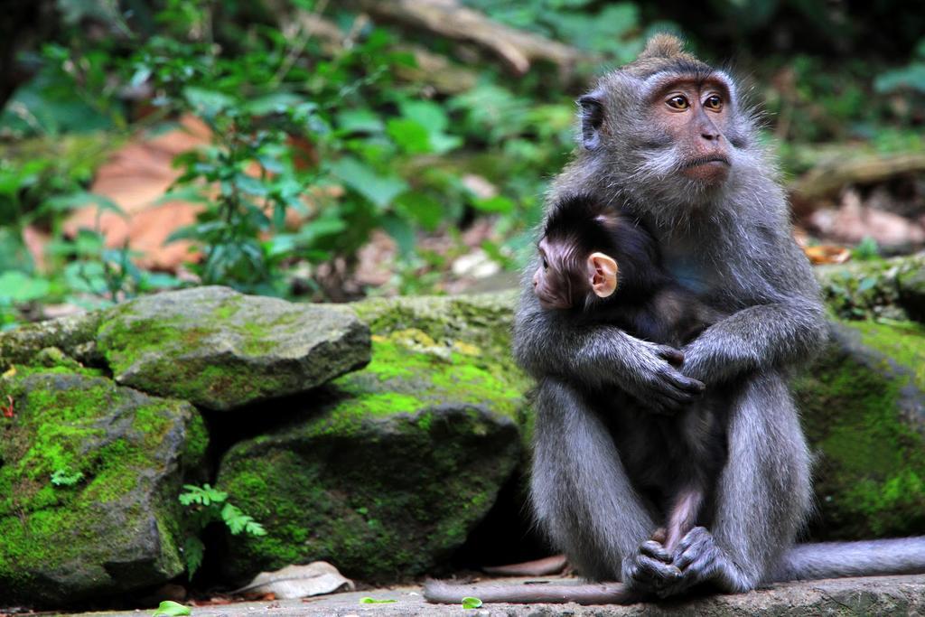 プリ ダレム コテージ ウブド エクステリア 写真